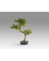 BANKAN II - BONSAI 49CM- SET 2
